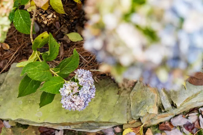Ideal Landscaping & Irrigation